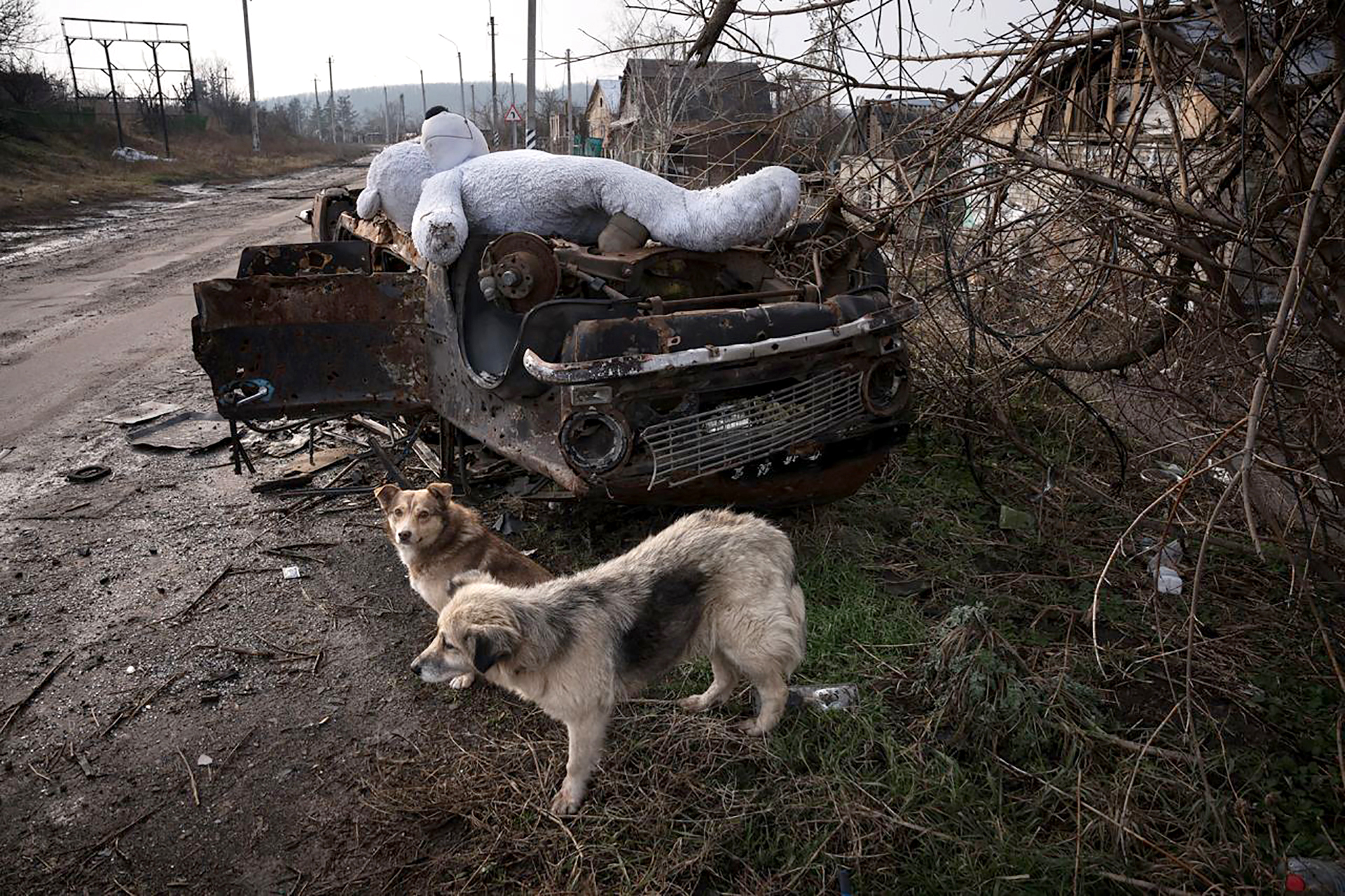 Eliminating rabies: Ukraine’s journey from crisis to control