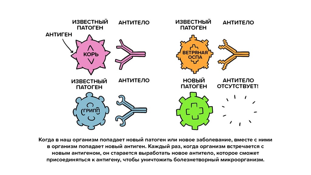 Vaccines Antibody illustration 01_29 Oct
